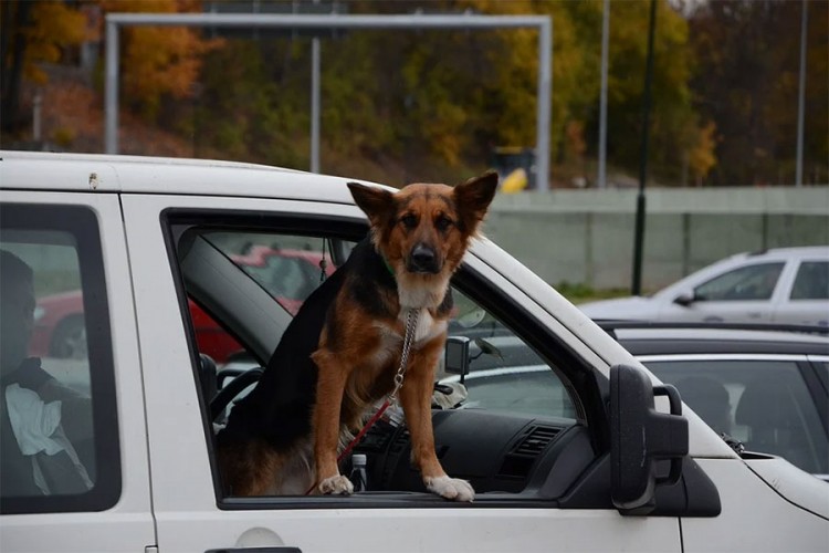 Istraživanje pokazalo: Kada je pas u autu vozači oprezniji