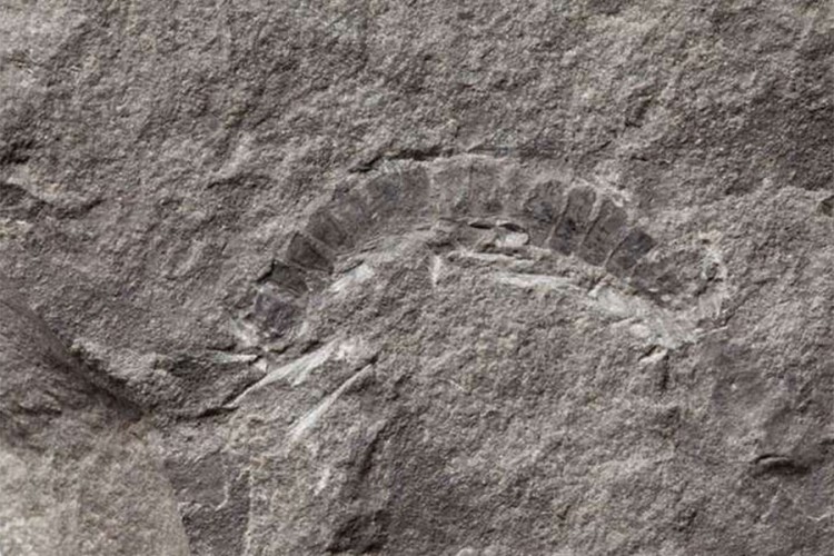 Fosil star oko 425 miliona godina