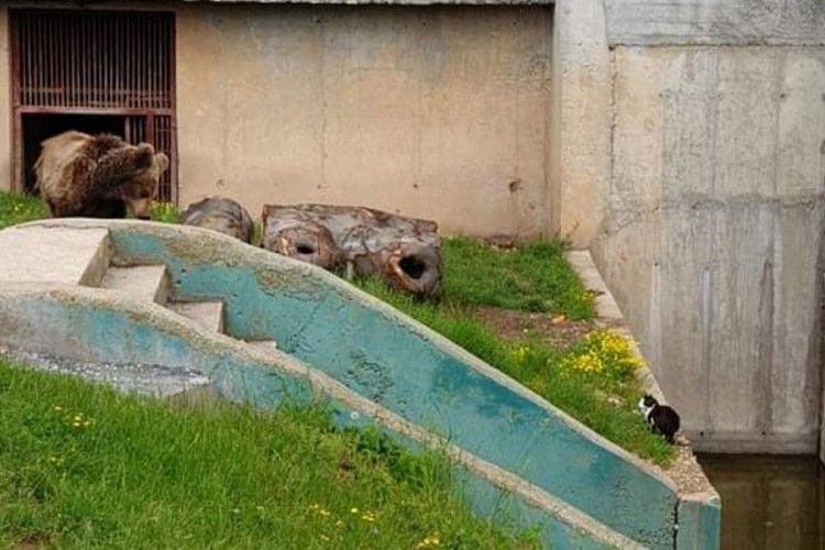 Neobično prijateljstvo mace i medvjeda u sarajevskom ZOO vrtu
