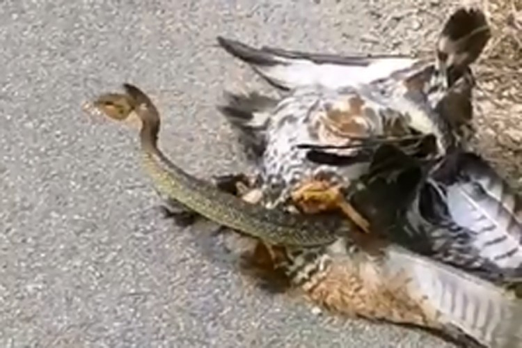 Lovci iz Sanskog Mosta spasili jastreba iz "zagrljaja" zmije