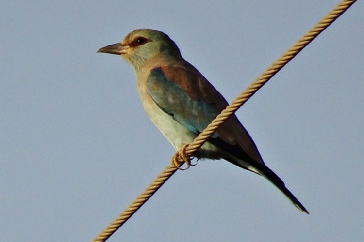 Ptica iz Srbije stigla do Namibije