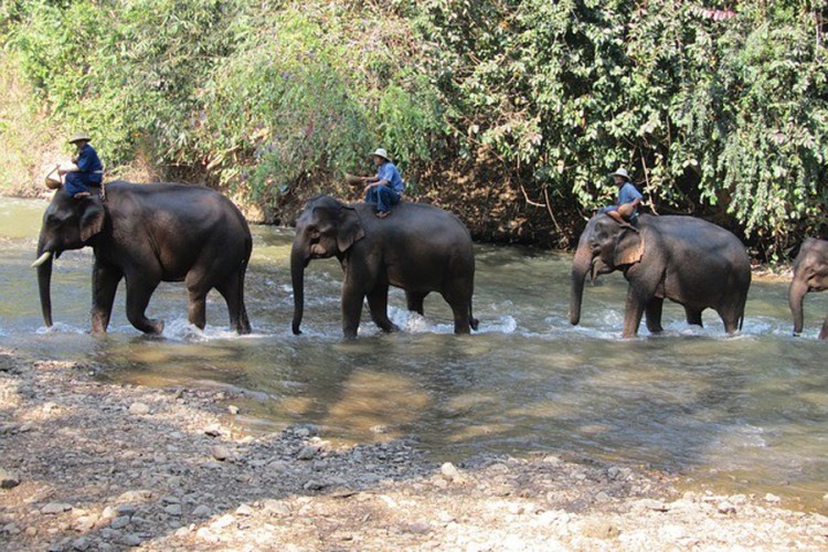Tajland: Stotine slonova na ivici gladi zbog korone