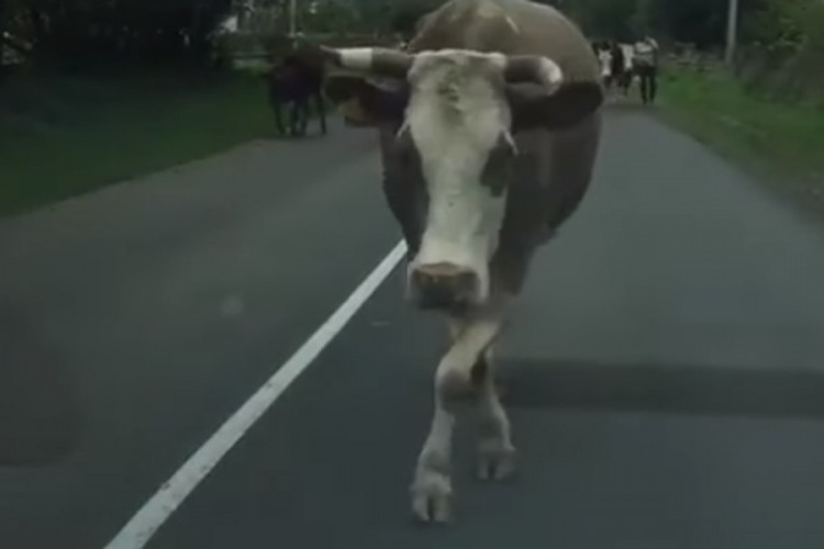 Krava iz Gacka manekenskim hodom očarala korisnike interneta