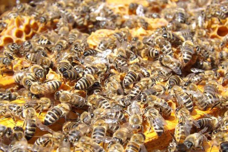 Pomor pčela u Međimurju, zahvaćene stotine košnica