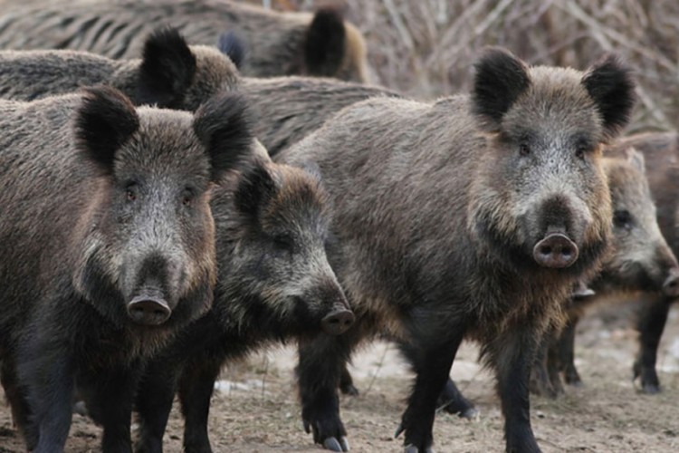 Poljoprivrednici očajni: Divlje svinje uništile usjeve krompira