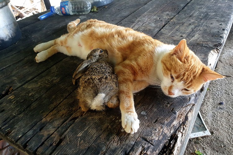 Mačka brine o mladunčetu zeca