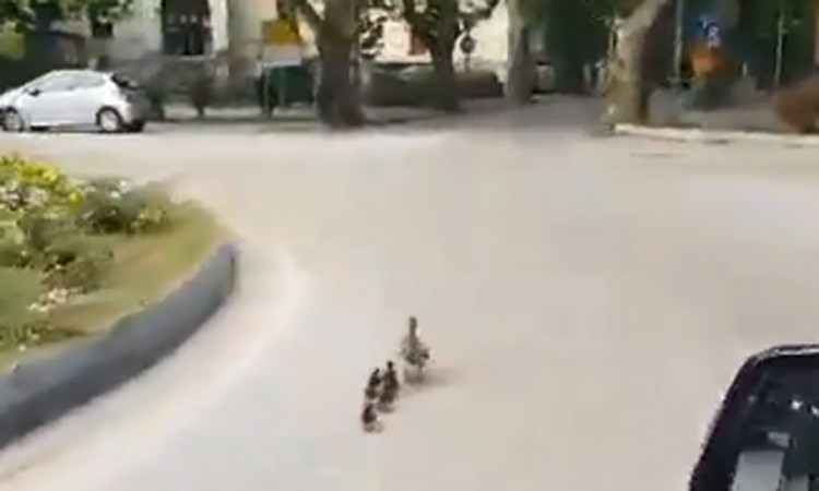 Majka patka povela pačiće u šetnju kružnim tokom u Mostaru