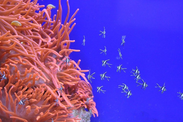 Presađivanjem korala Emirati prave vještačke koralne grebene