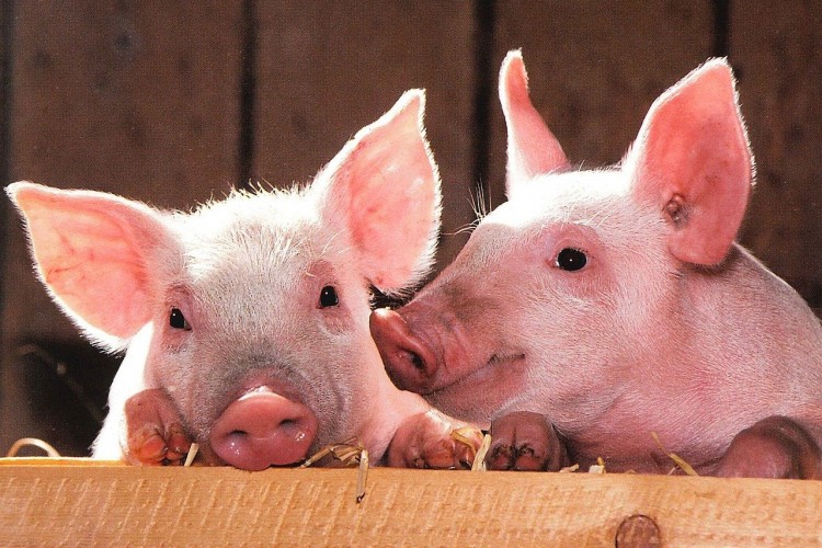Raste broj žarišta afričke svinjske groznice