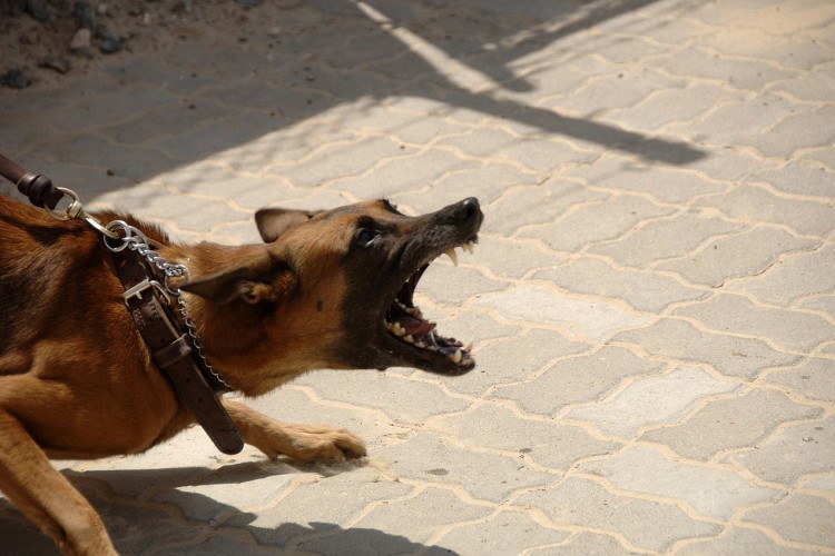 Pas ugrizao djevojčicu, prevezena u UKC u Banjaluci