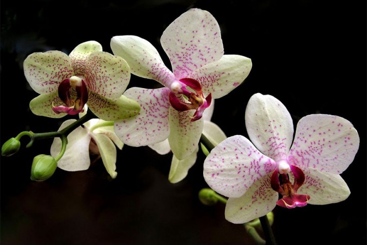 Savjeti za uzgoj orhideje, kraljice cvijeća