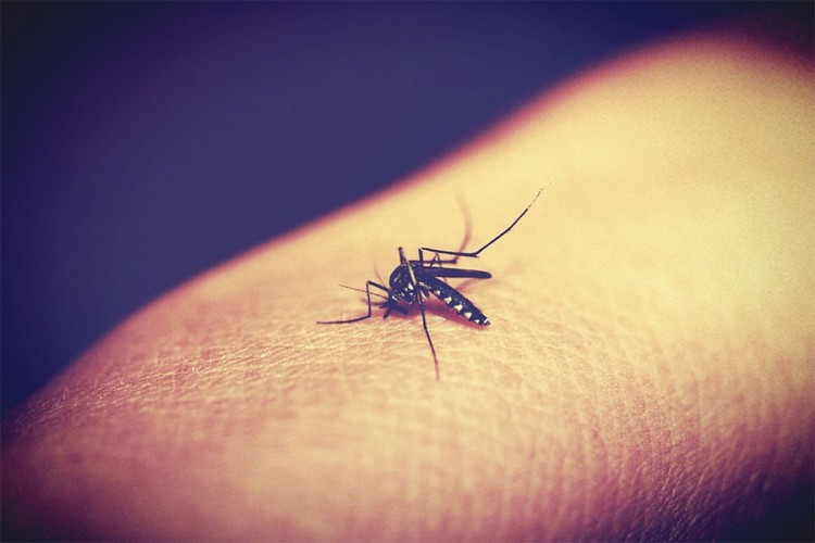 Šta privlači komarce?