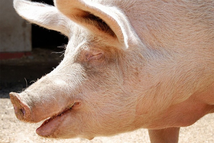 Evropska komisija predlaže nova pravila kod klanja svinja