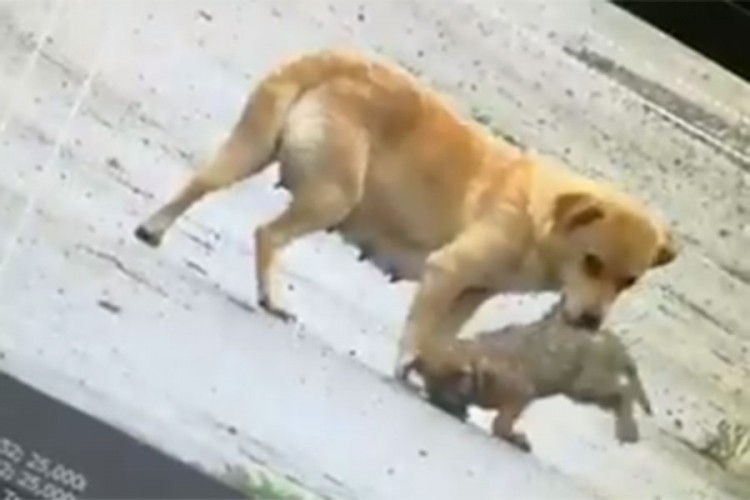 Snimak iz Srbije oduševio: Kuja spasava štene od bujice