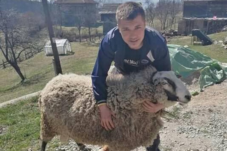 Počeli uzgajati romanovske ovce novcem od podrške porodiljama