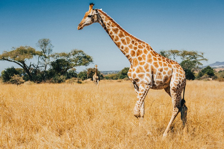 Posljednjih decenija broj žirafa se smanjio za 40 odsto