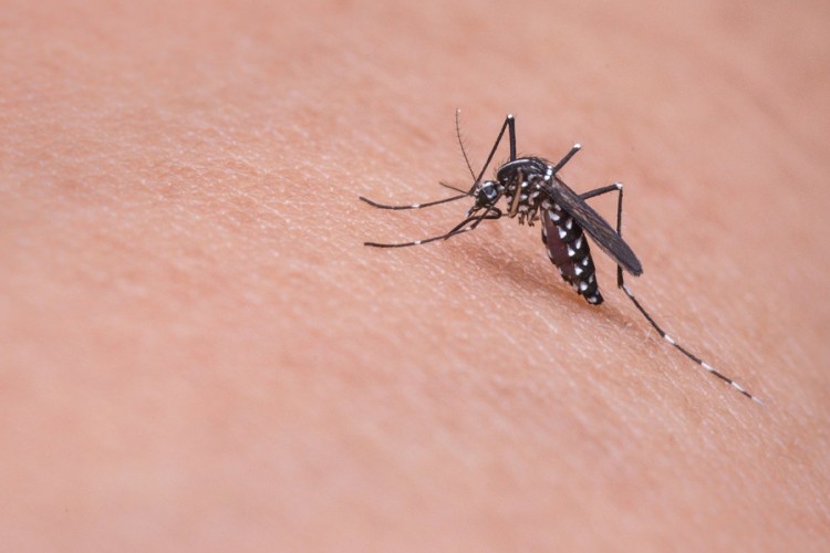 Zašto komarci neke ne ujedaju