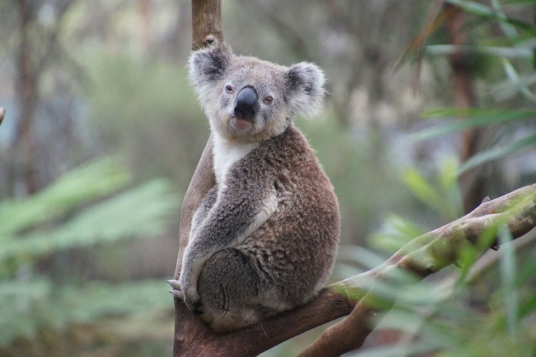 Koalama u Novom Južnom Velsu prijeti izumiranje do 2050.
