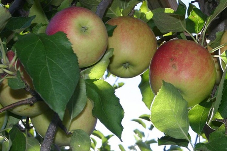 Vic dana: Branje jabuka