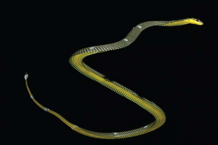 Naučnici objasnili način kretanja leteće zmije