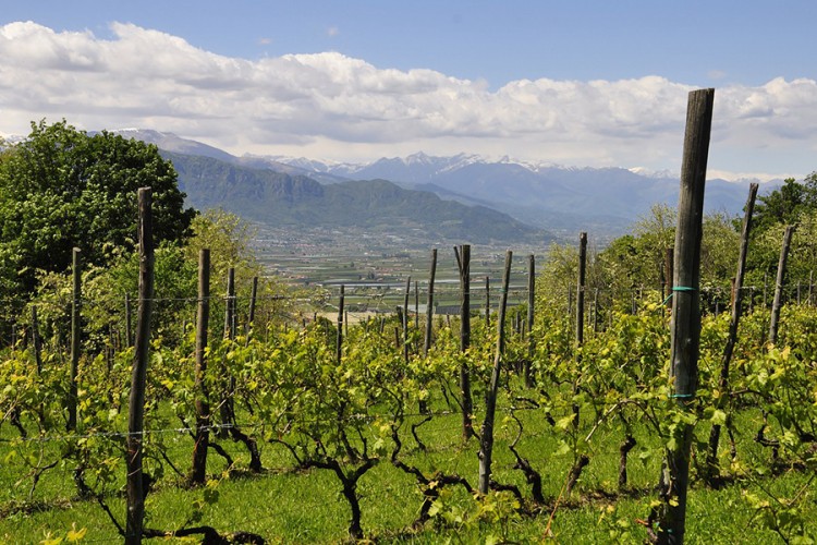 Vinski sektor u Italiji trpi štetu i do 80 odsto