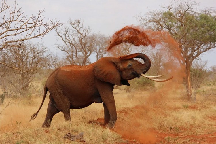 Stotine mrtvih slonova u Bocvani, uzrok smrti još nije poznat