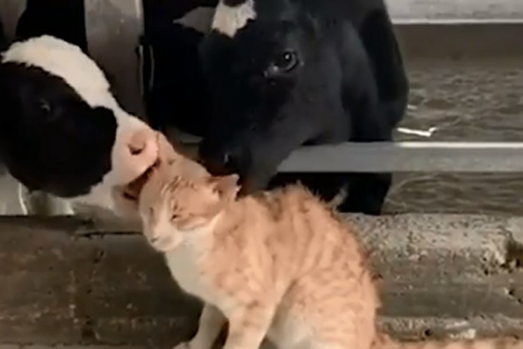 Snimak oduševio svijet: Maca uživa u kravljim poljupcima