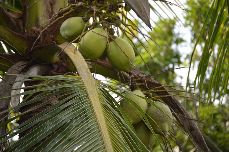 Majmuni beru 1.000 kokosa na dan, čovjek samo 80