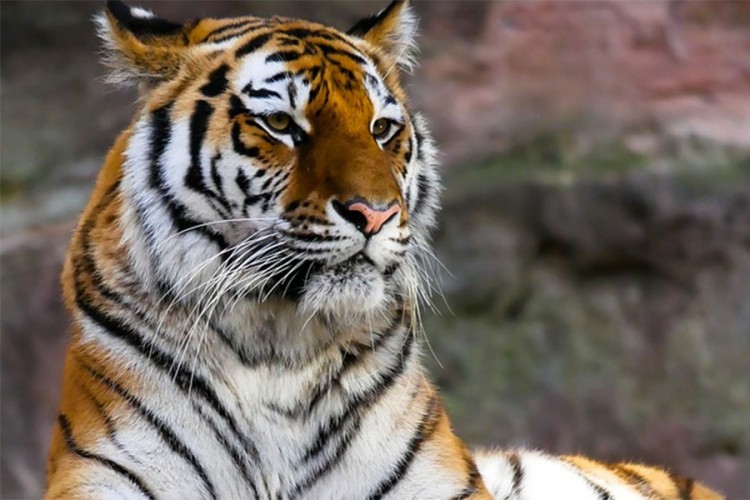 Sibirska tigrica ubila čuvara u zoološkom vrtu