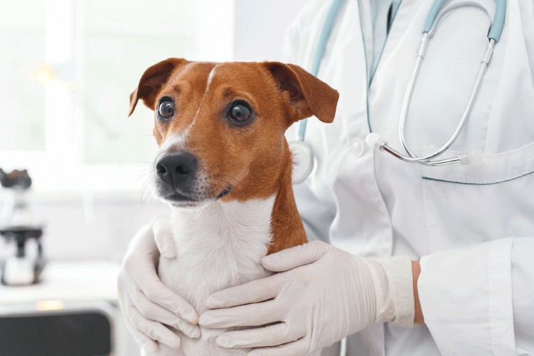 Za pola godine u Banjaluci vakcinisano 559 pasa