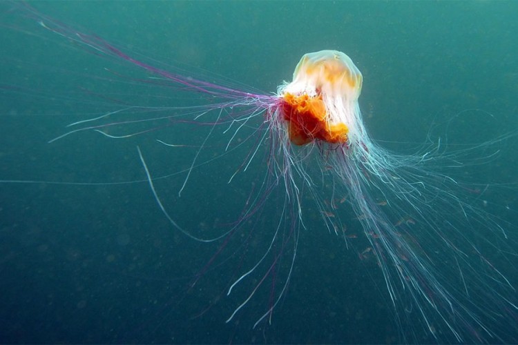 "Najezda" meduza sa pipcima dužim od 100 metara