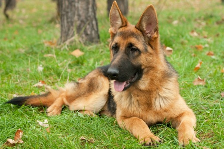 Bundesver obučava pse da prepoznaju koronu