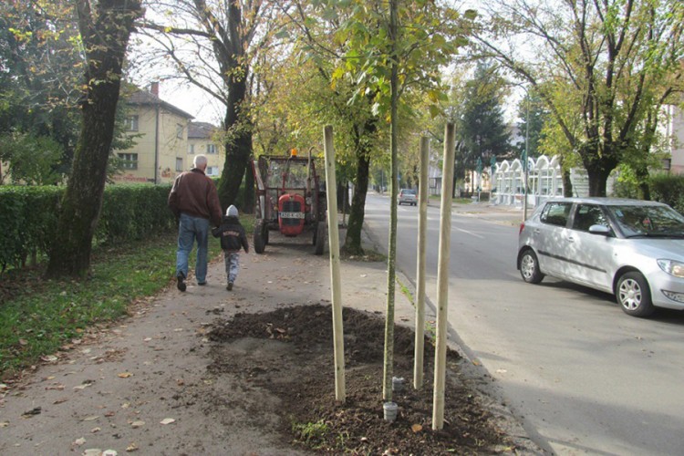 Banjaluka na jesen bogatija za 1.000 stabala