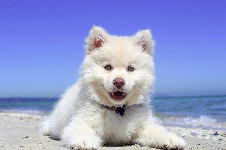 Pet tipova pasa koji su naročito osjetljivi na štetne sunčeve zrake