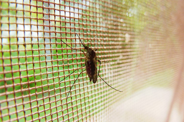 Vic dana: Invazija komaraca na Muju i Hasu