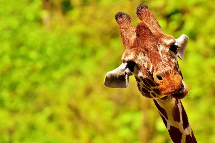 Vic dana: Žirafin vrat i zec