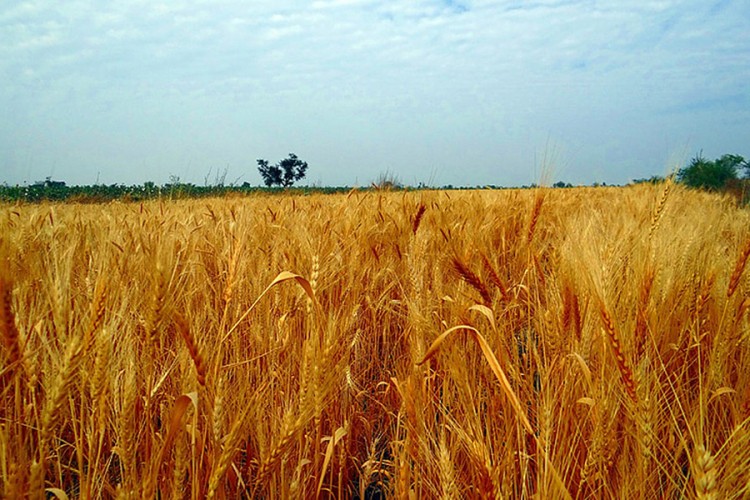 Počela žetva pšenice