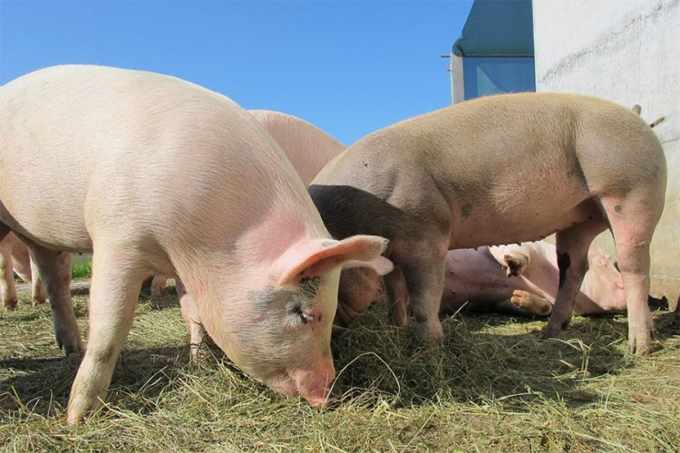 Farma sa stogodišnjom tradicijom nema kome prodati svinje