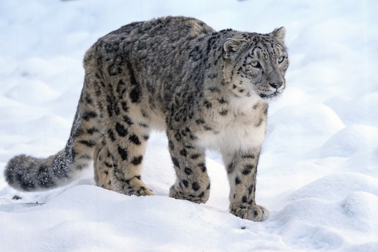 Rijetki snimci sniježnih leoparda