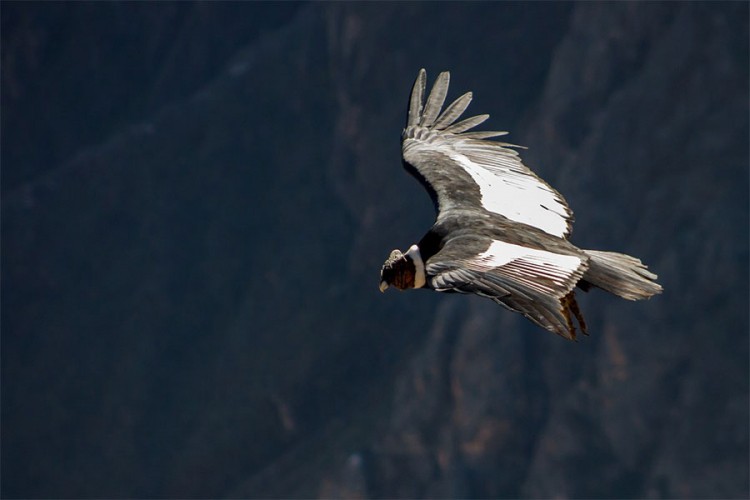 Andski kondori lete i do 170 kilometara bez jednog pokreta krila