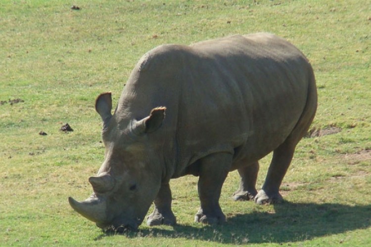 Poplave usmrtile nekoliko nosoroga u Indiji