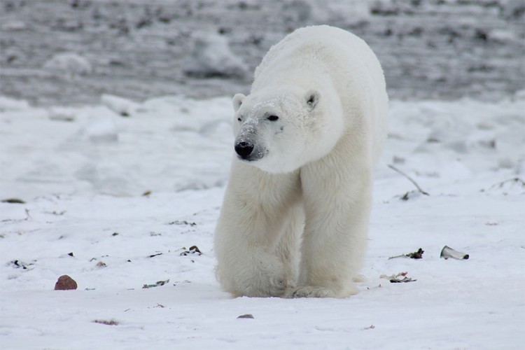 Polarni medvjedi će nestati do 2100.