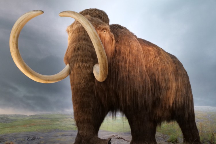 Fosili mamuta pronađeni na poluostrvu Jamal u Sibiru