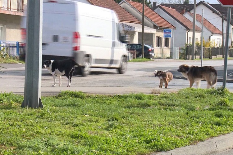 Rješavanje problema pasa lutalica u Bihaću: Osnivaju higijeničarsku službu