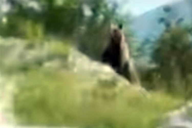 Medvjed prošetao starim vlašićkim putem