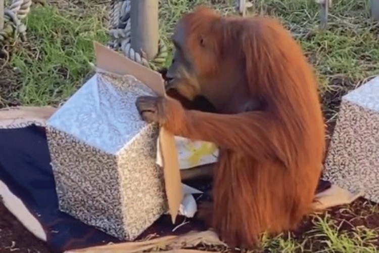 Orangutanska rođendanska proslava