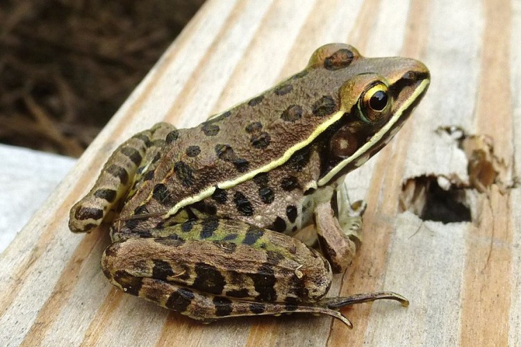 Rijetka vrsta leopard žabe otkrivena u centralnoj Arizoni
