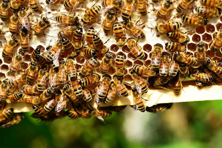 Pomor pčela u Kikindi: Otkriven otrov, ali ne i odgovorni