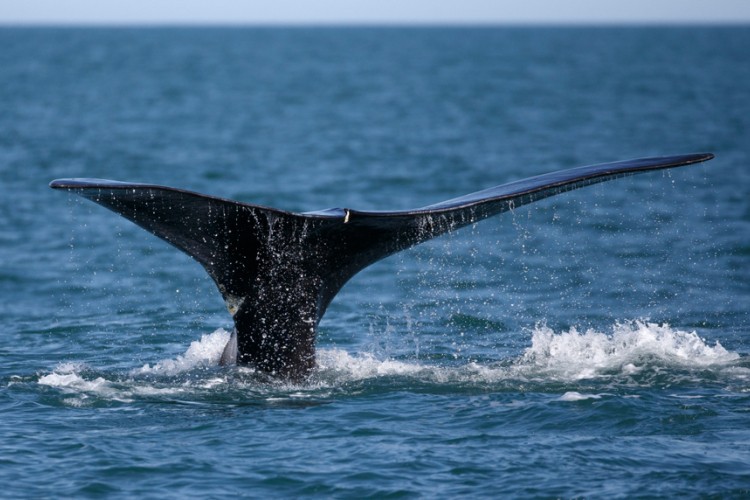 Fantastičan snimak kita u blizini Luštice
