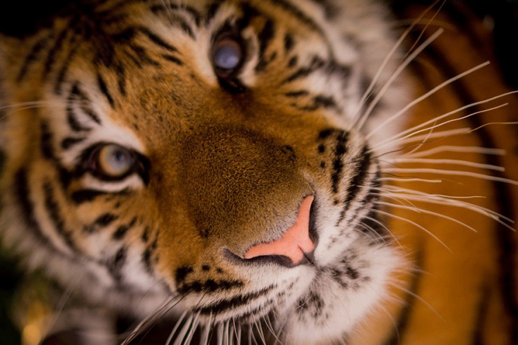 Velike mačke obilježavaju svoj dan, tigrovi na ivici opstanka